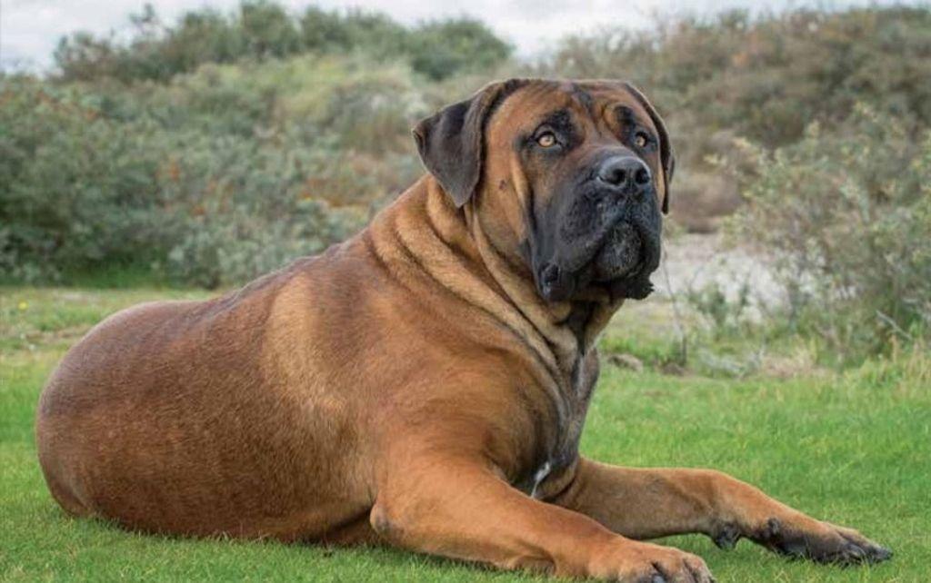 Boerboel-2.jpg