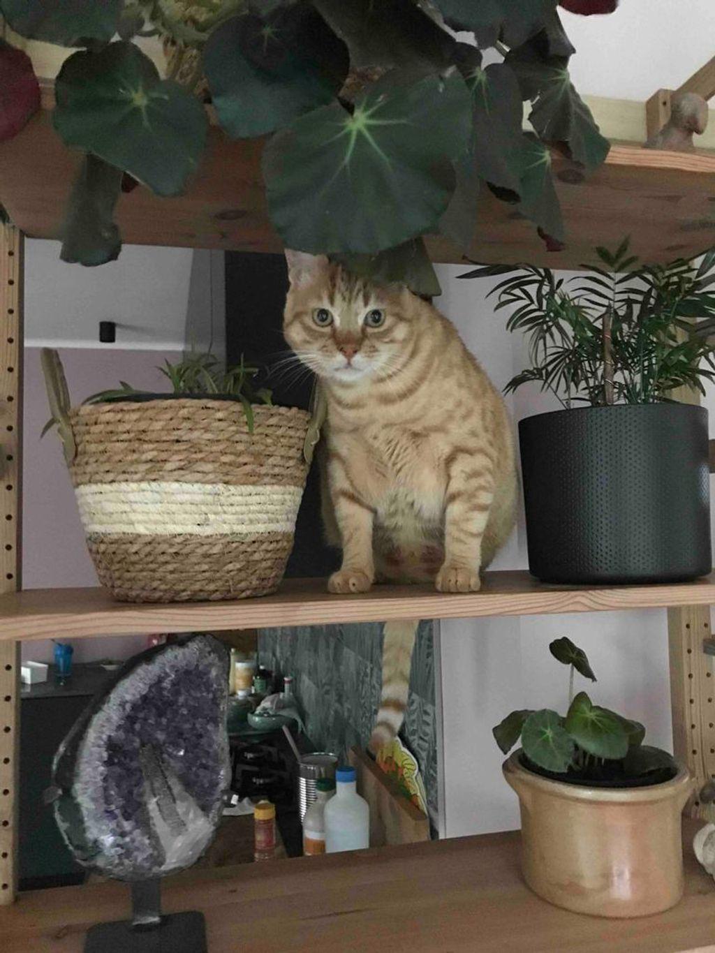 teddy plant.jpg