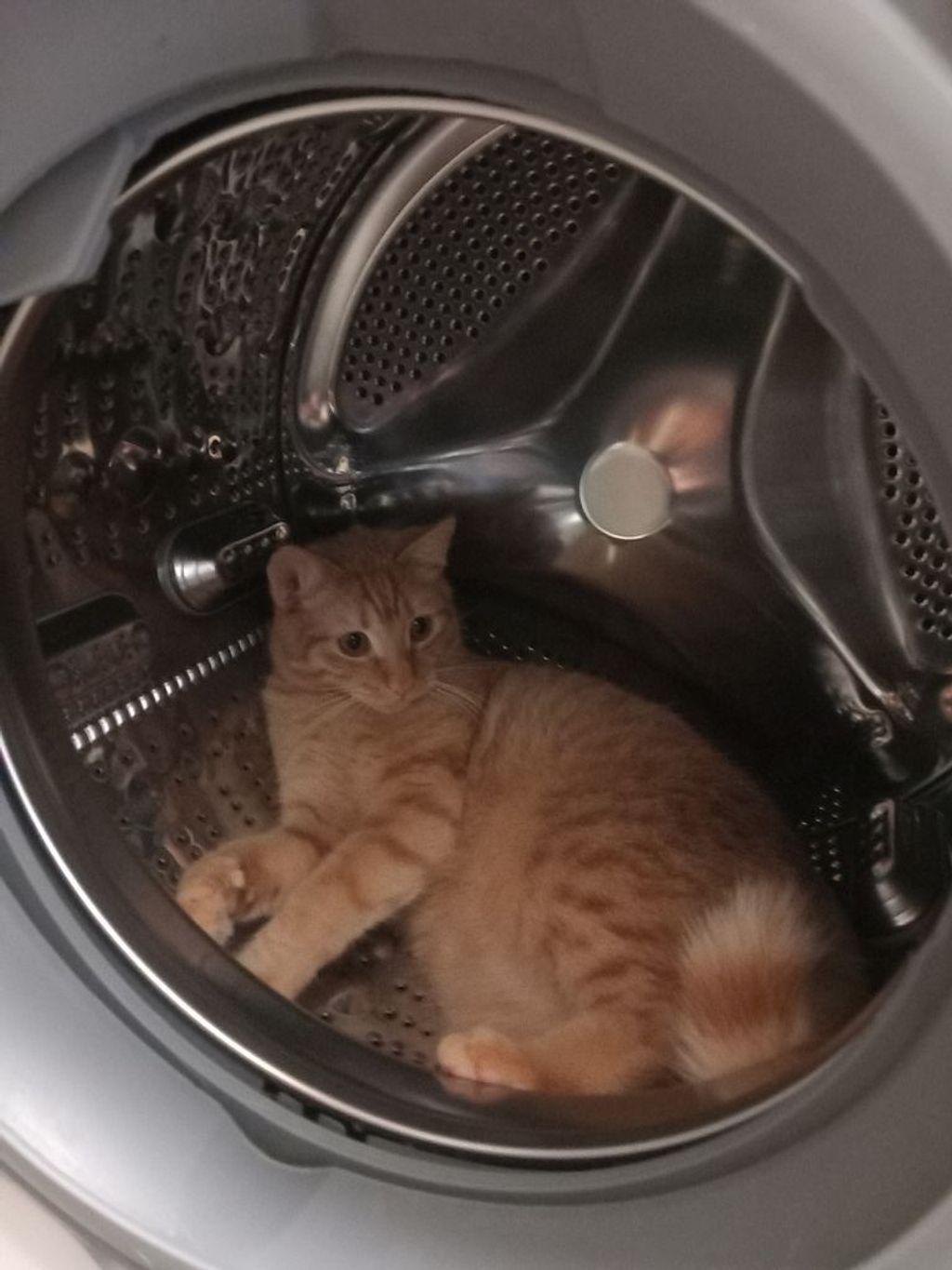 Ollie in de wasmachine.jpg