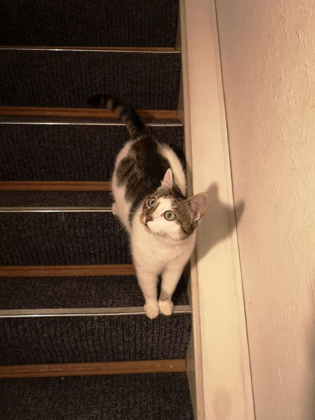 mizzy 1.jpeg