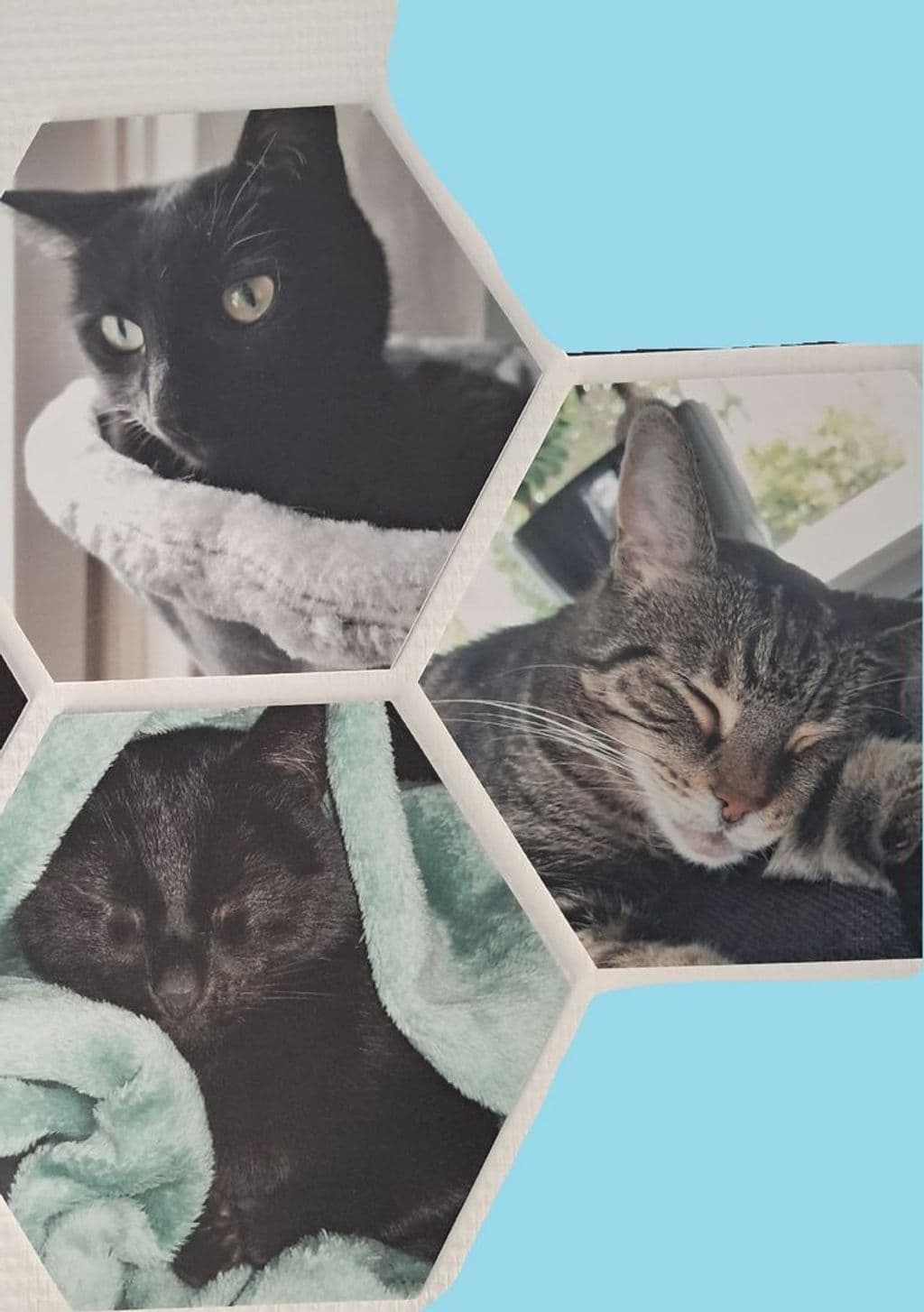 katten.jpg