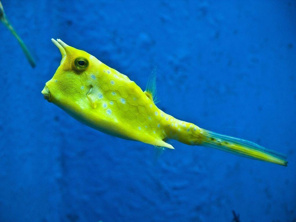 longhorn-cowfish-375110_1280.jpg