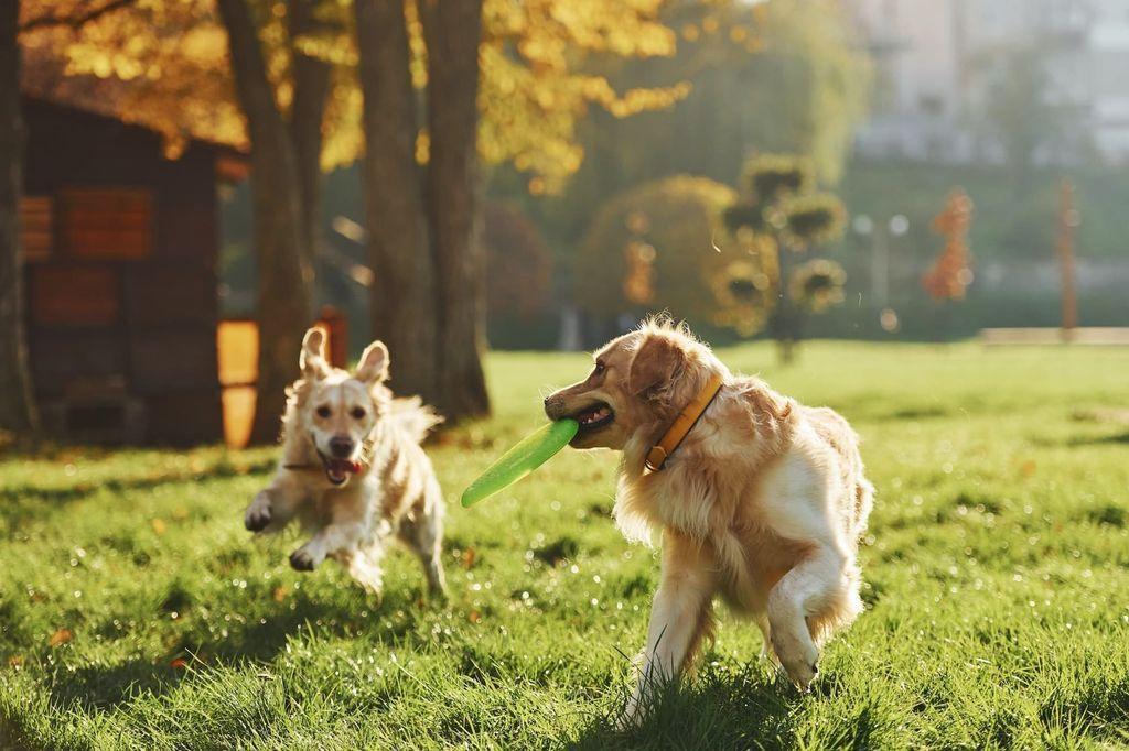 running-with-frisbee-two-beautiful-golden-retriever-dogs-have-a-walk-outdoors-in-the-park-together-1.jpg