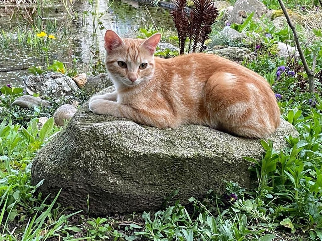 Nala tuin.jpg