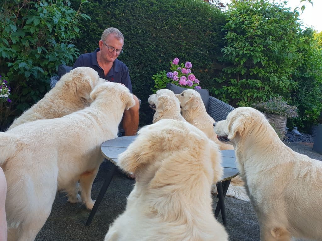 6 Golden Retrievers.jpg
