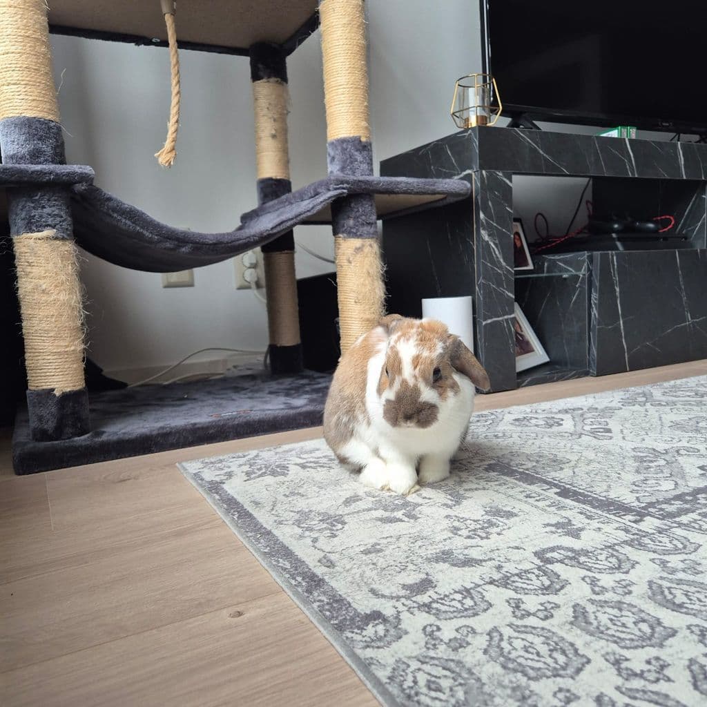 WhatsApp Image 2026-01-29 at 16.00.59.jpeg