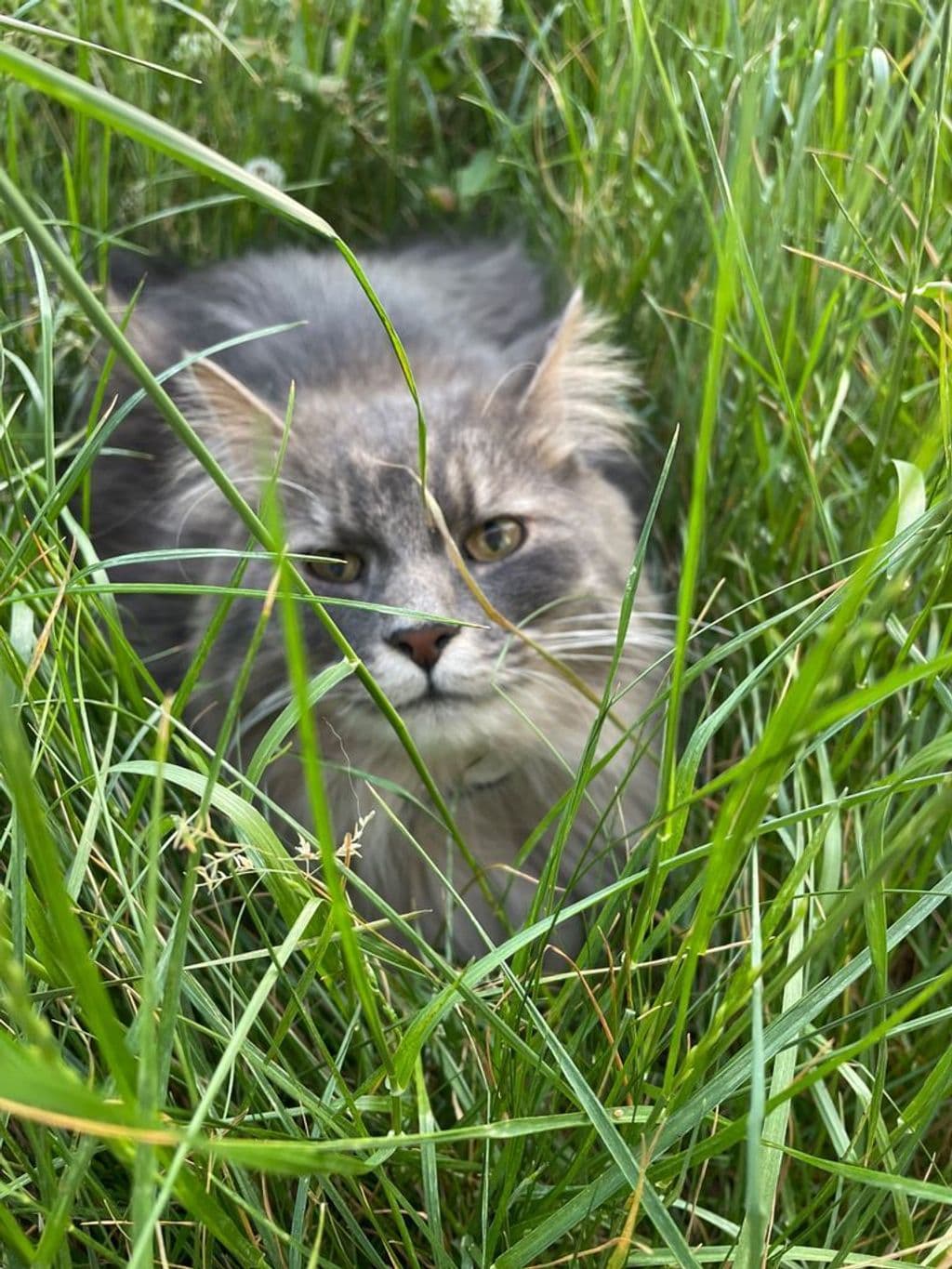 IMG_2630.jpeg