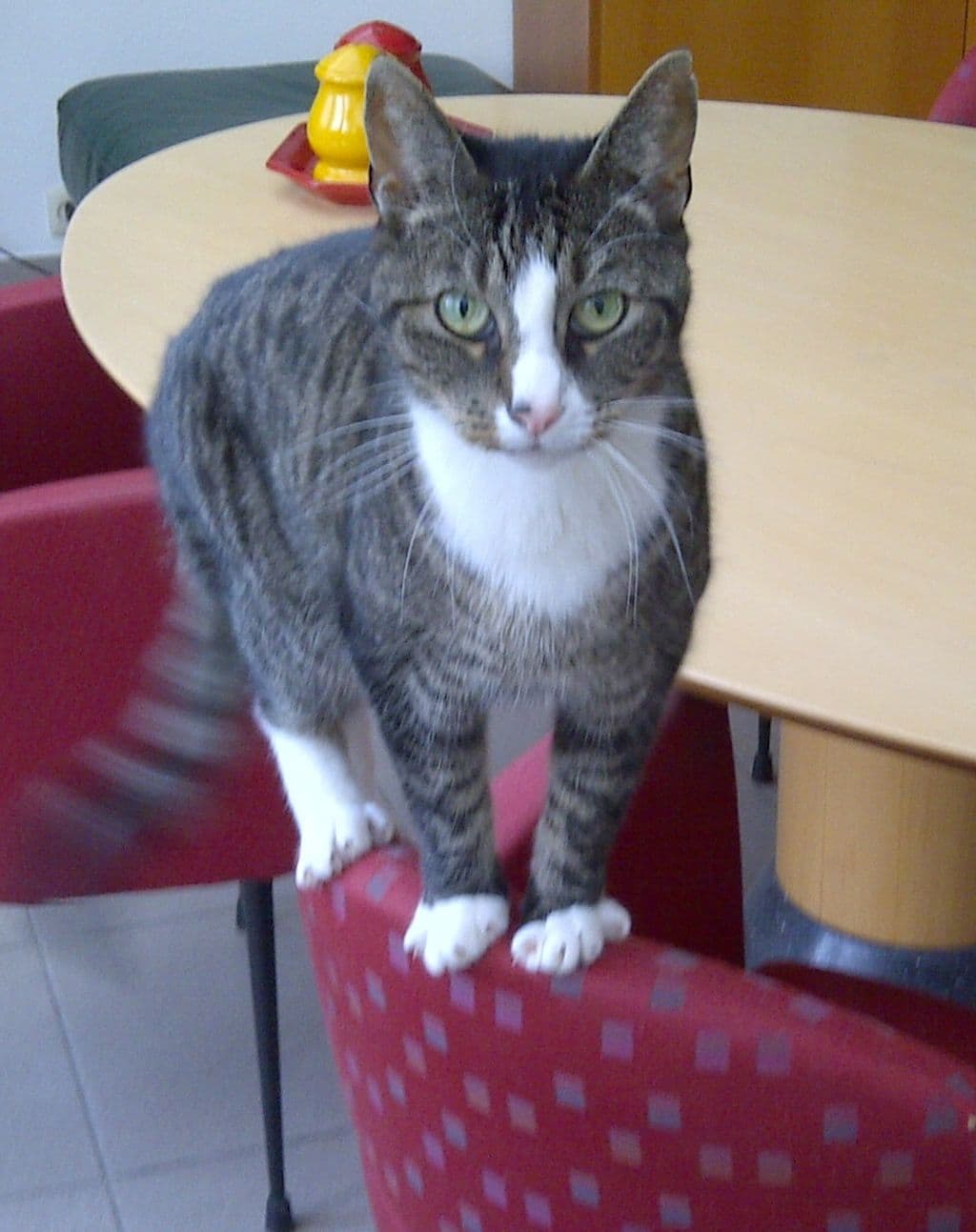 rode stoelen zzl.jpg