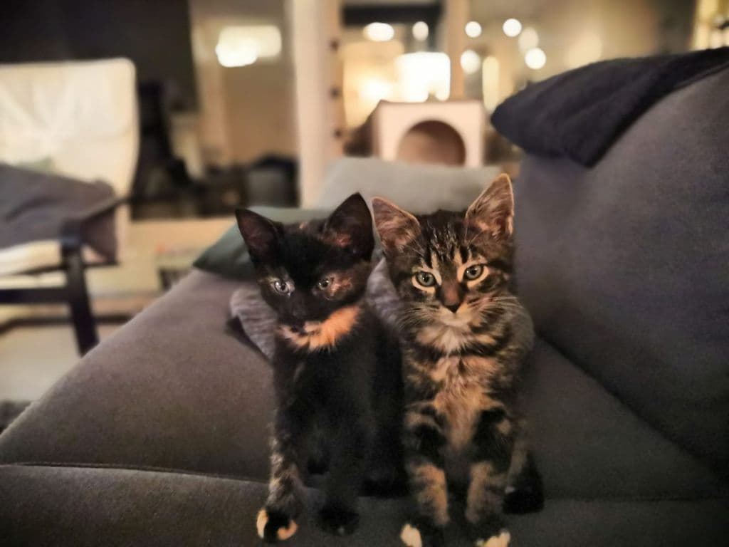 Appie en Ollie.jpg