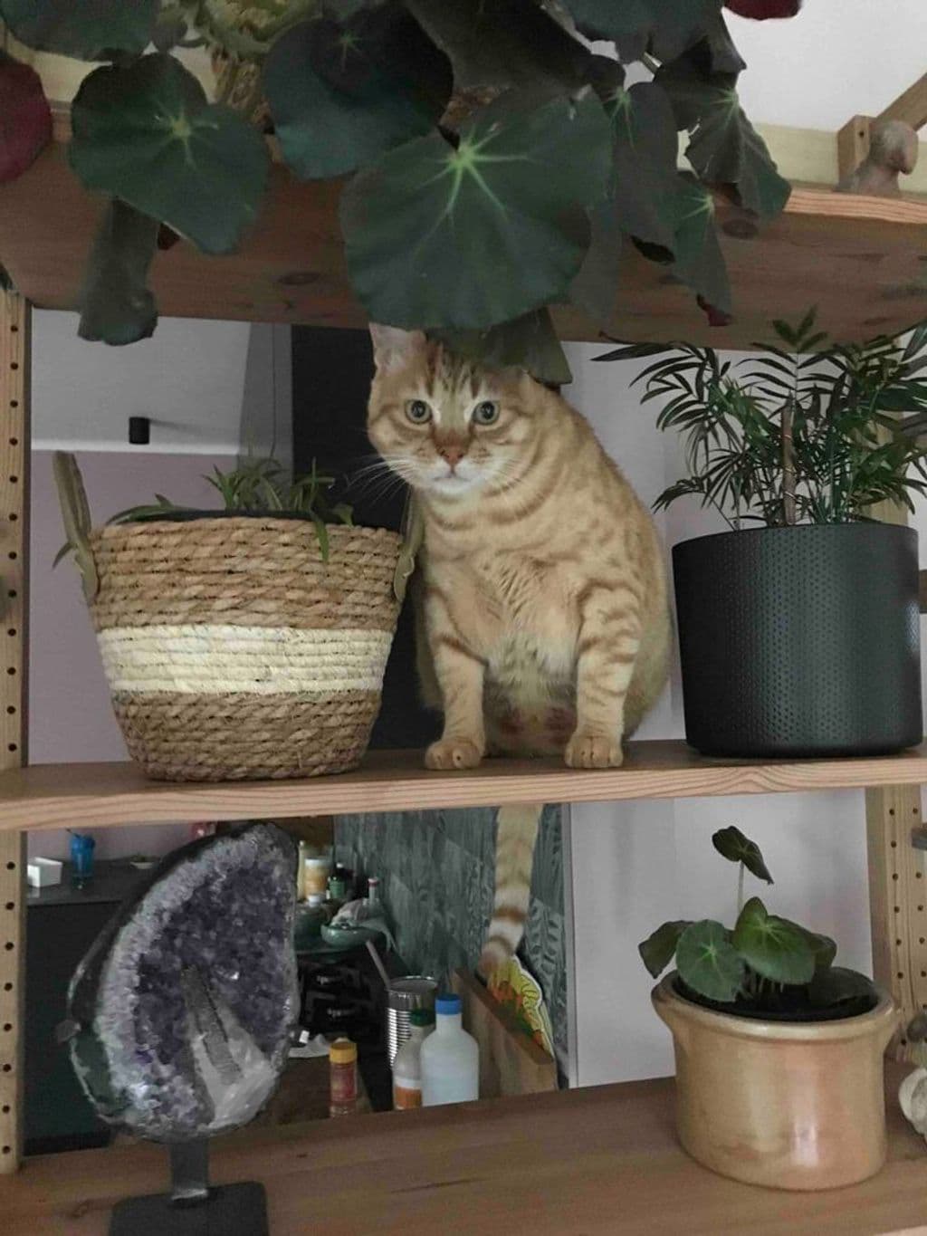 teddy plant.jpg