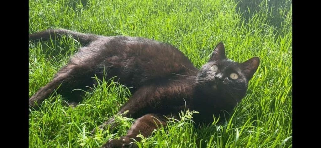 Bekijk recente foto's.png