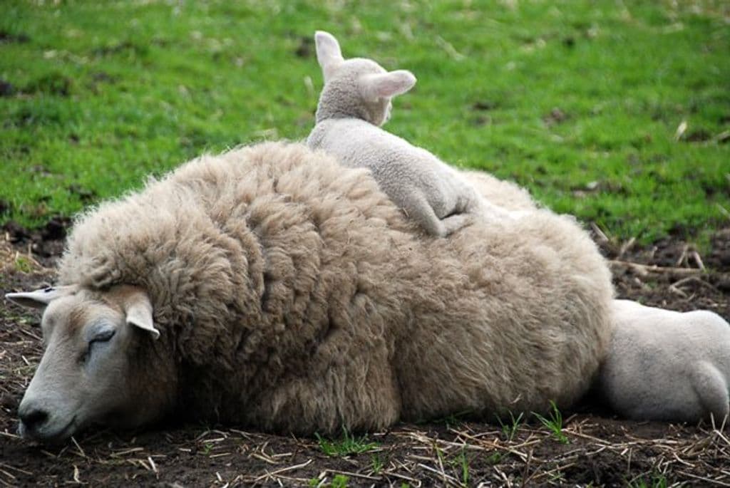lammetje-op-schaap.jpg