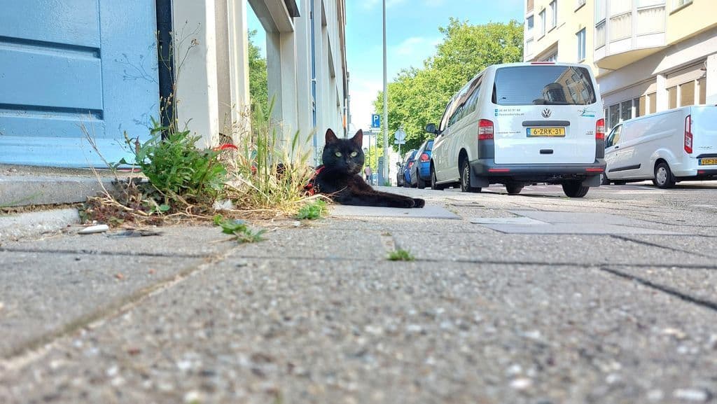 Kuro buiten.jpeg