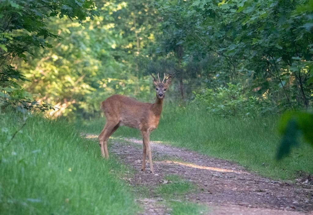 2206 bos ree 001.jpg