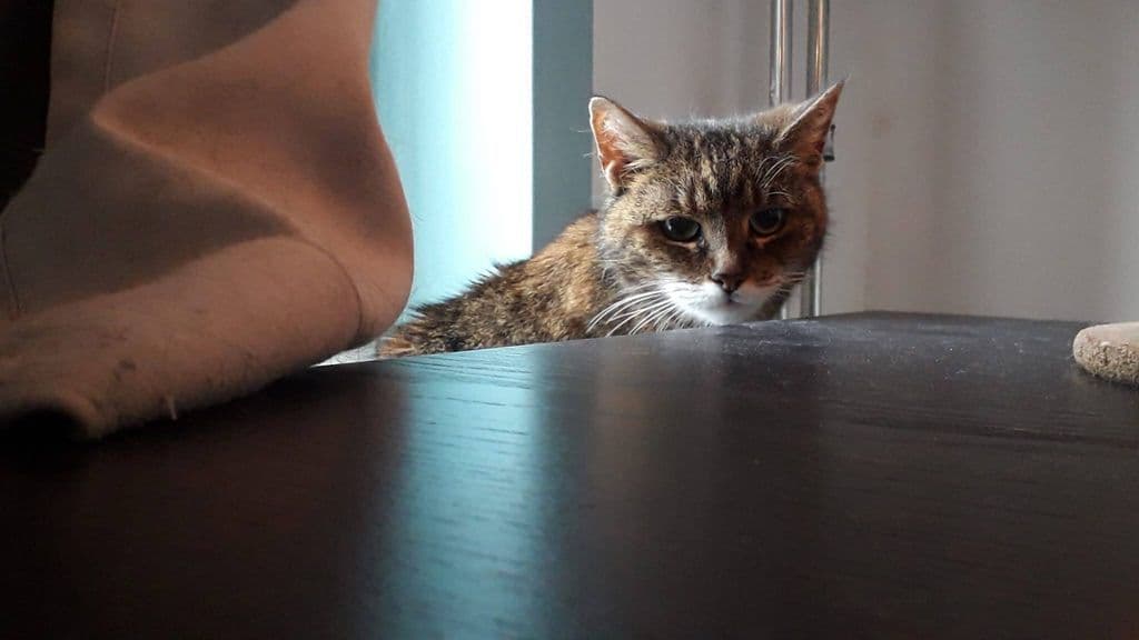 Muis kattenoppas.jpeg
