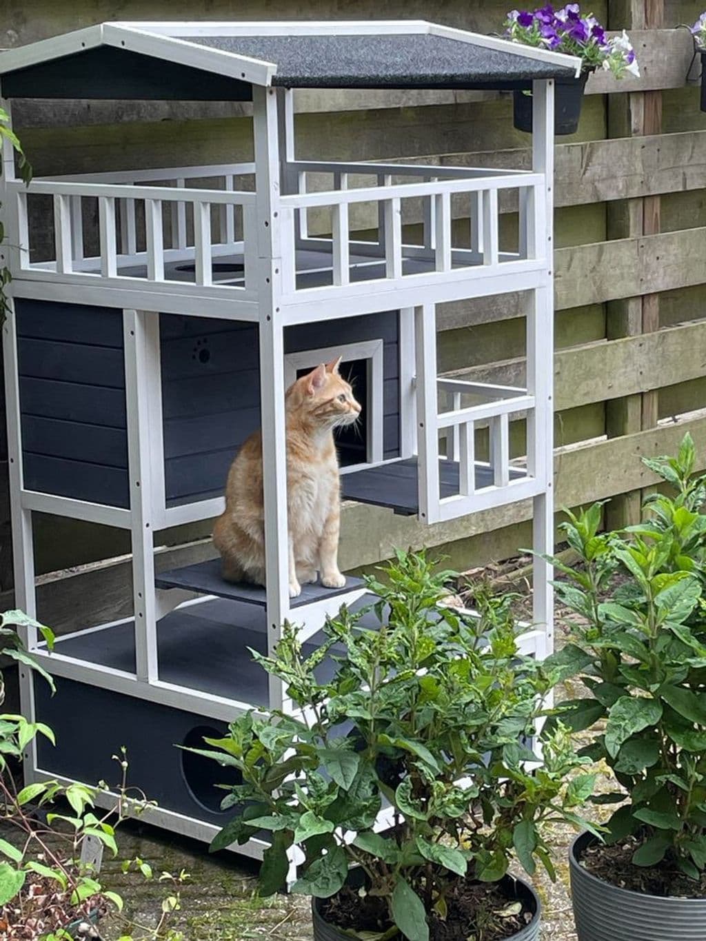 Nala in huisje.jpg