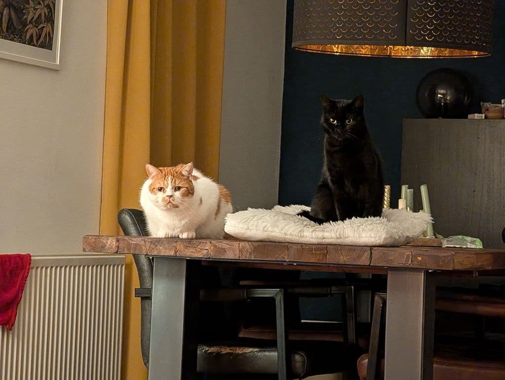 Biscuit & Noxie 1.jpg