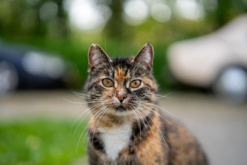 poes.jpg
