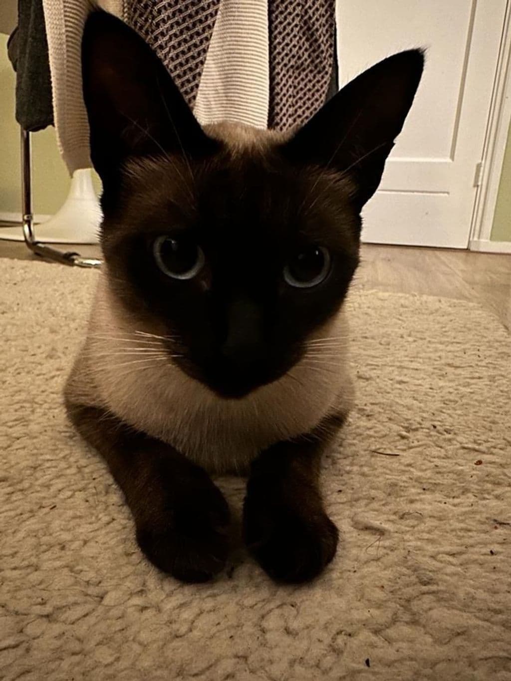 WhatsApp Image 2023-12-06 at 11.19.29.jpeg