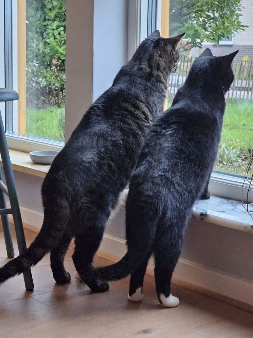 Duo.jpg