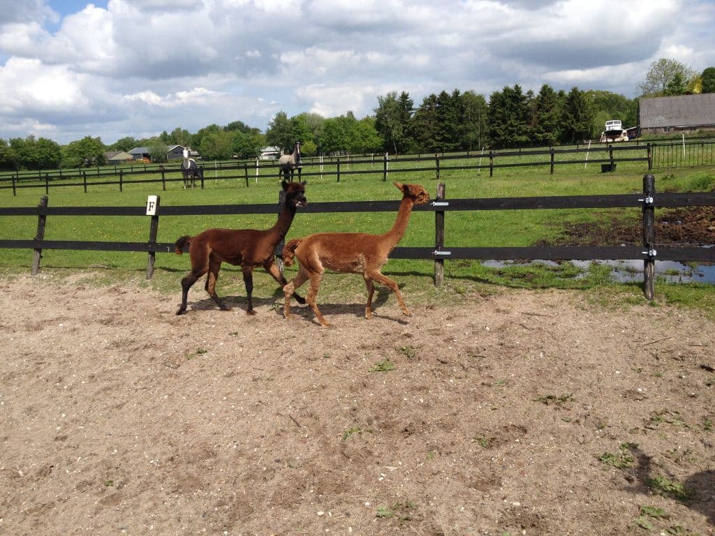 alpaca's scheren 009.JPG