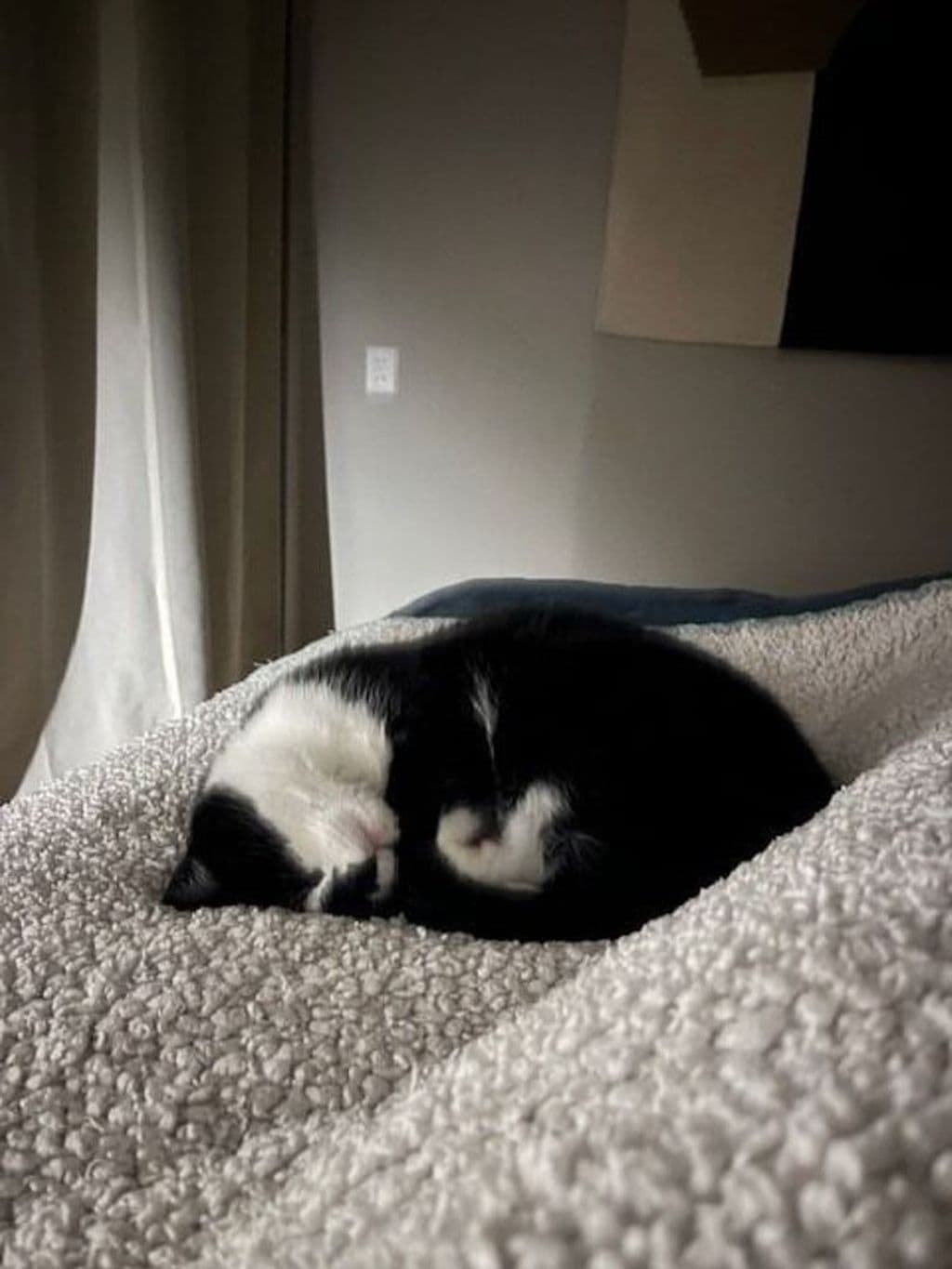 sammie1.jpg