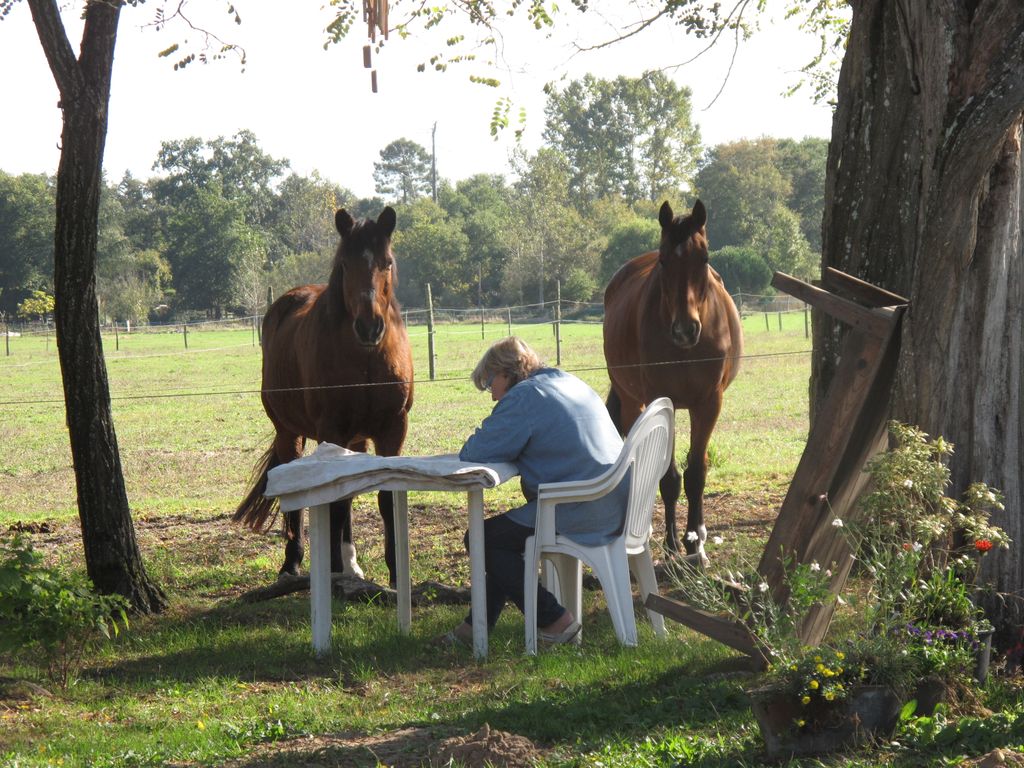 negeren Prestige cijfer zoek iemand om op de boerderij te passen,moet goed met paarden kunnen  omgaan - huizenoppassite.nl