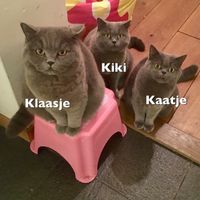 poezen.JPG