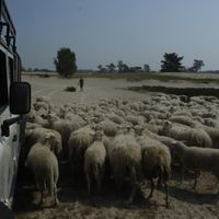 landrover schapen.jpg